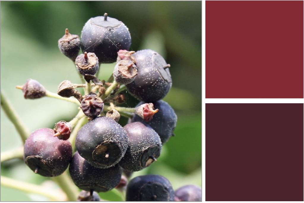 Round dark Puple berries in a cluster. Dye Colour: Purple and Red.