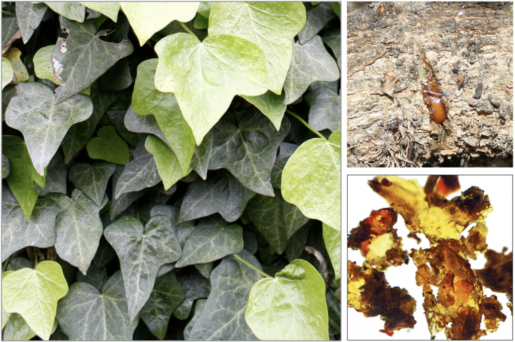Green leaves with light Green vines; Orange Sap on Branch and Orange-Yellow crystal ivey gum. Dye Colour: Orange