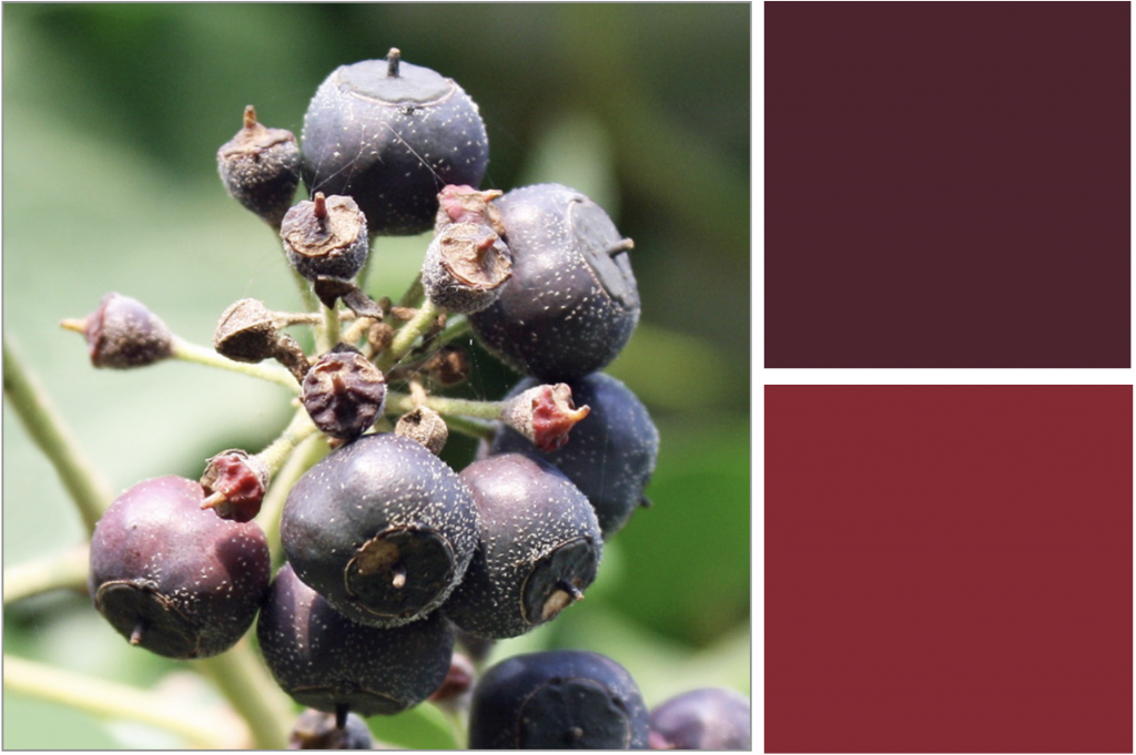 Clustered Dark-Purple berries. Dye Colour: Red and Deep Purple.