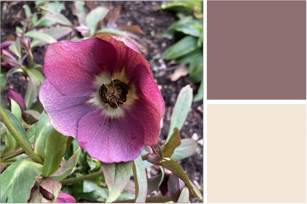 Purple flower with light sunburst radiating from the centre which is dark. Dye Colour: Pink and Purple.