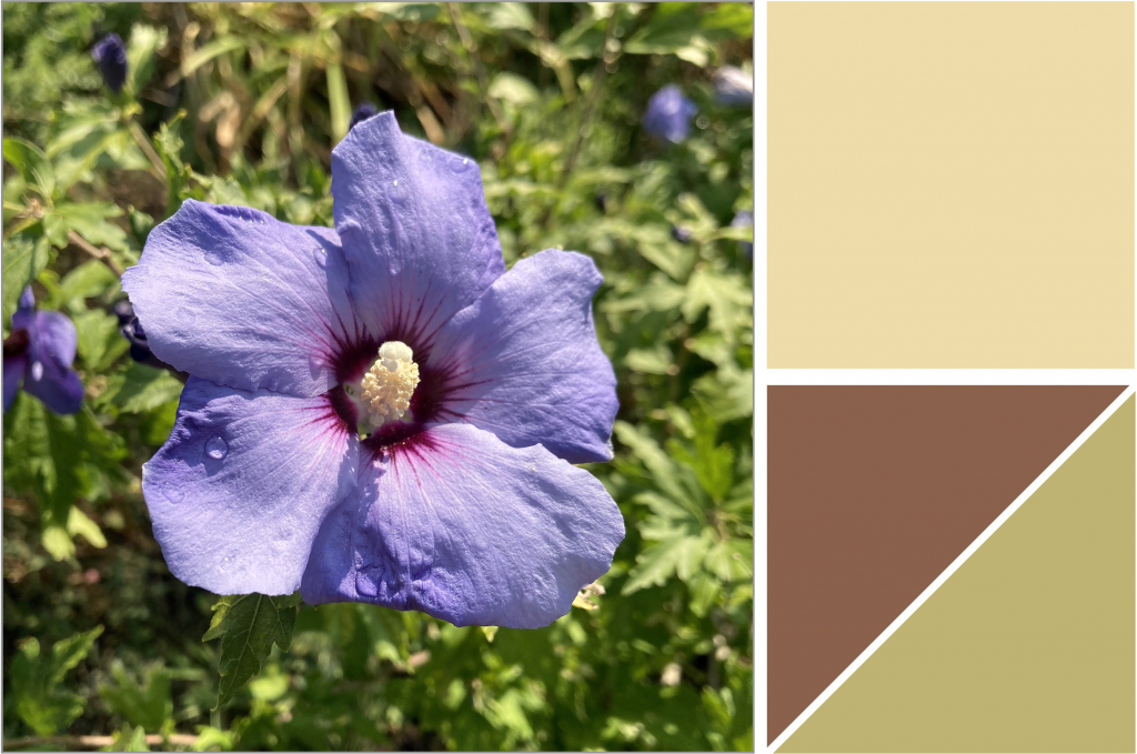 Liliac light-Purple flower with deep purple centre with Yellow stigma. Dye Colour: Olive-Green, Brown and Light-Yellow.