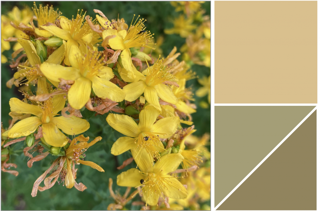 Cluster of small Yellow flowers. Dye Colour: Tan-Yellow and Olive Greens.