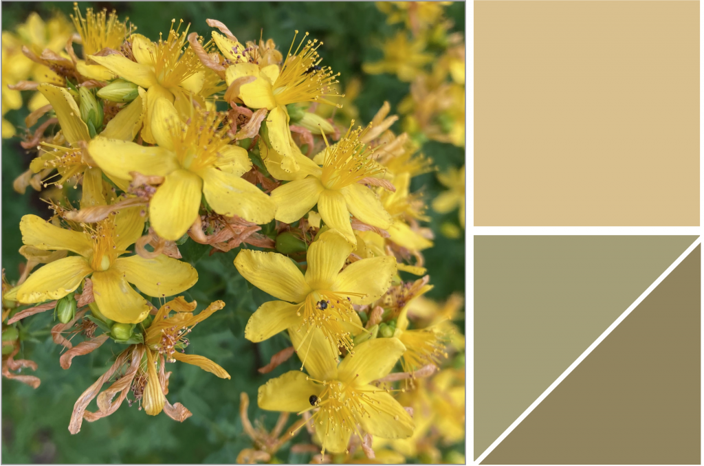 Small cluster of Yellow 5-petal flowers with longish stigmas. Dye Colour: Olive-Green and Tan-Yellow.