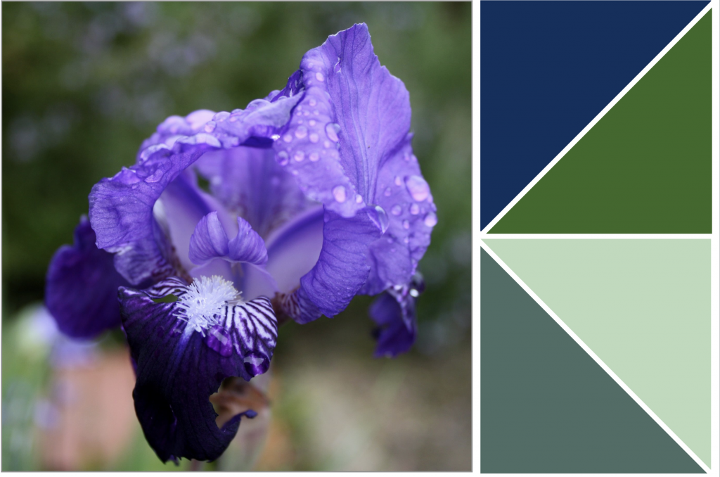 Deep-Purple flower with white centre and stigma. Dye Colour: Green and Blue. 