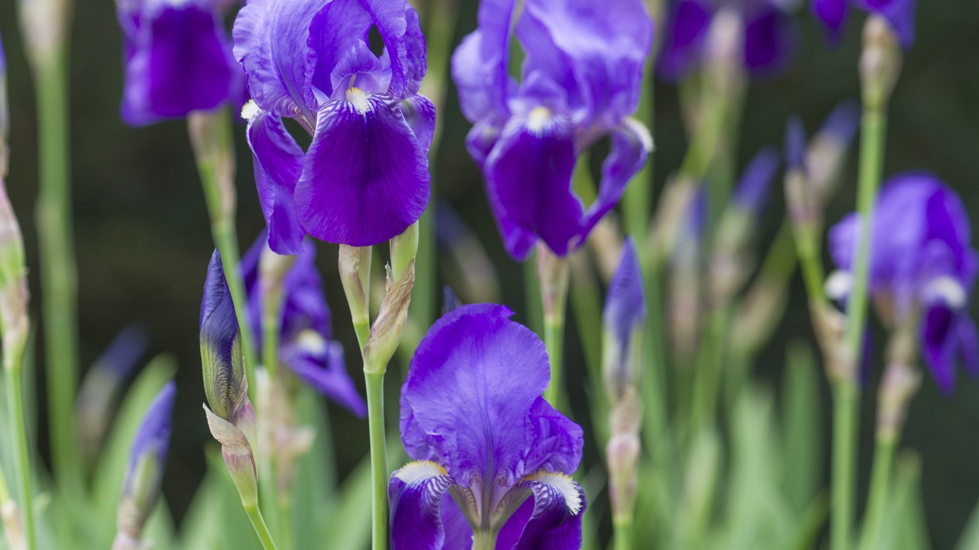 Bright purple iris flowers on tall green stalks 