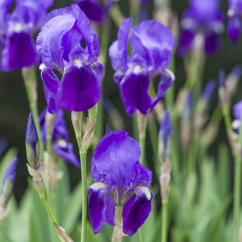 Iris germanica