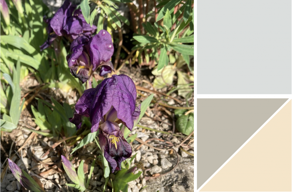 Deep Purple flower petals with green leaves. Dye Colour: Light-Blue, Light-Green and Yellow
