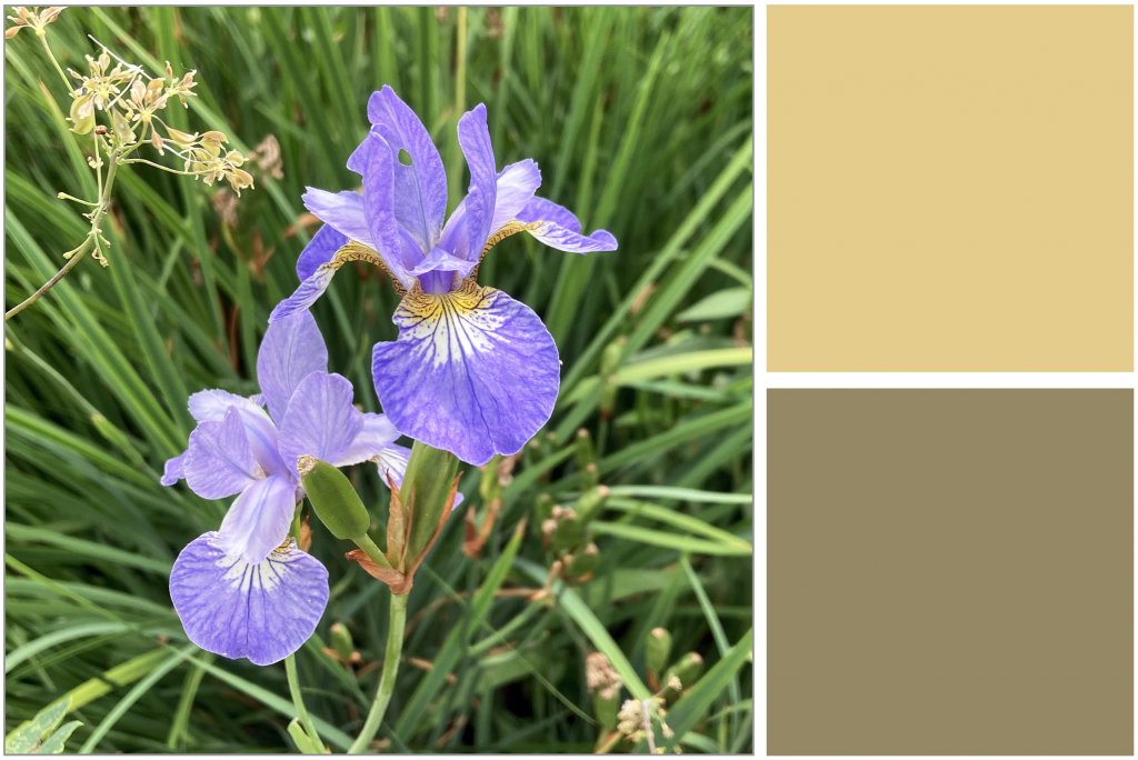 Liliac-Purple flowers with Yellow shades. Dye Colour: Light-Mustard-Yellow and Olive-Green.