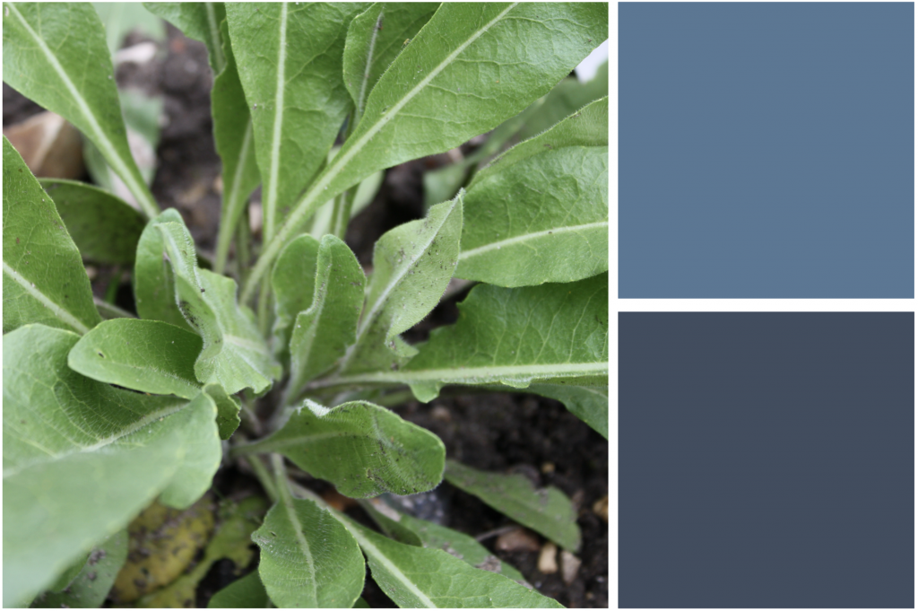 Long elongated Green leaves. Dye Colour: Mid-Blue