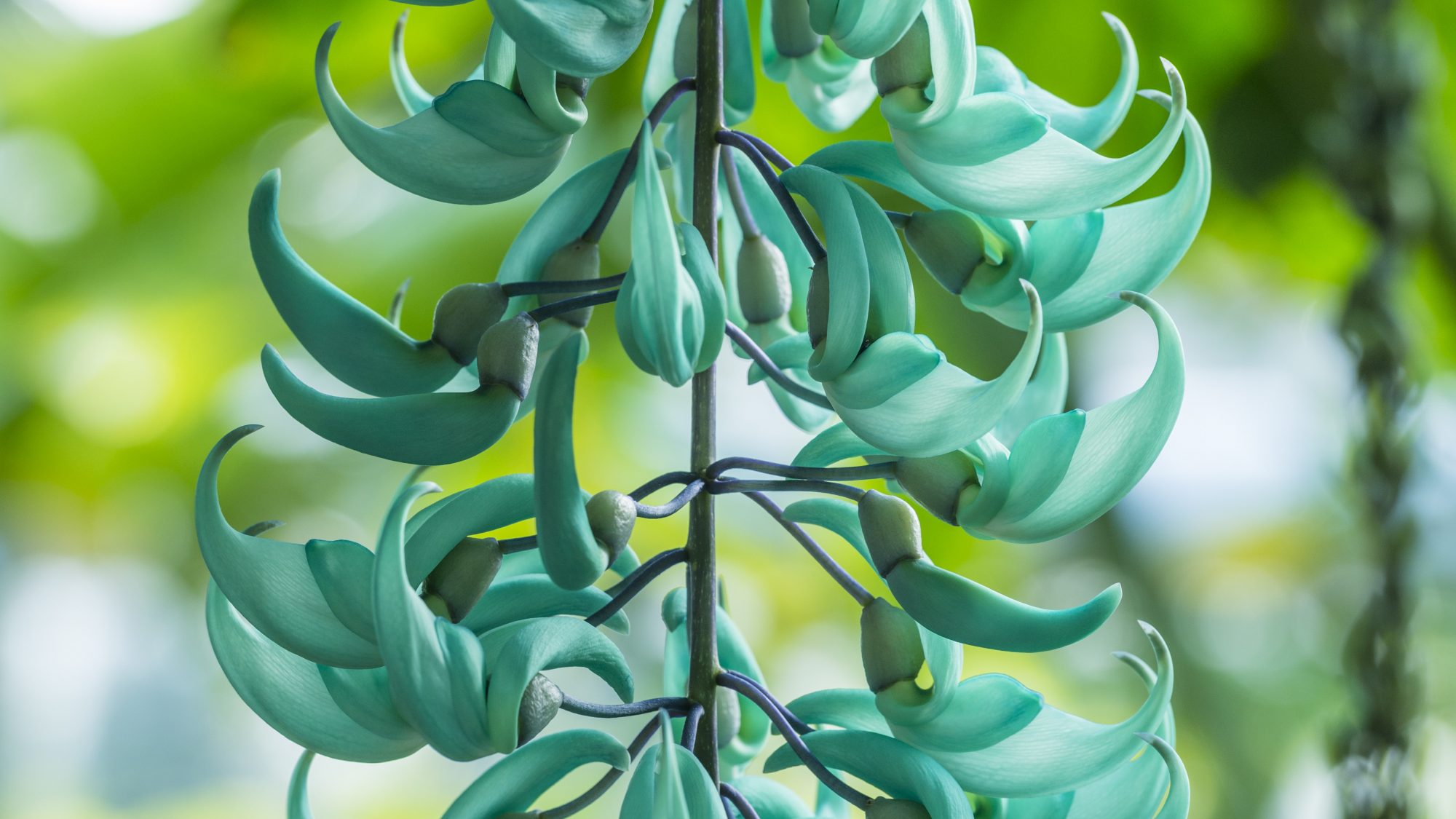 Turquoise blue flowers with green background 