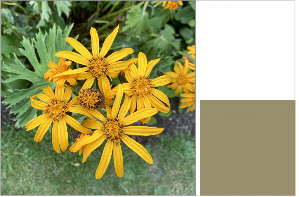 Star-shaped Golden-Yellow flowers with round centres. Dye Colour: Olive-Green.