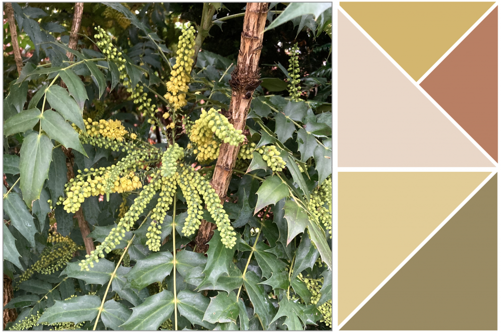Medium size Green spiked leaves and elongated Yellow flower pods. Dye Colour: Yellow, Light-Pinks and Olive-Greens.