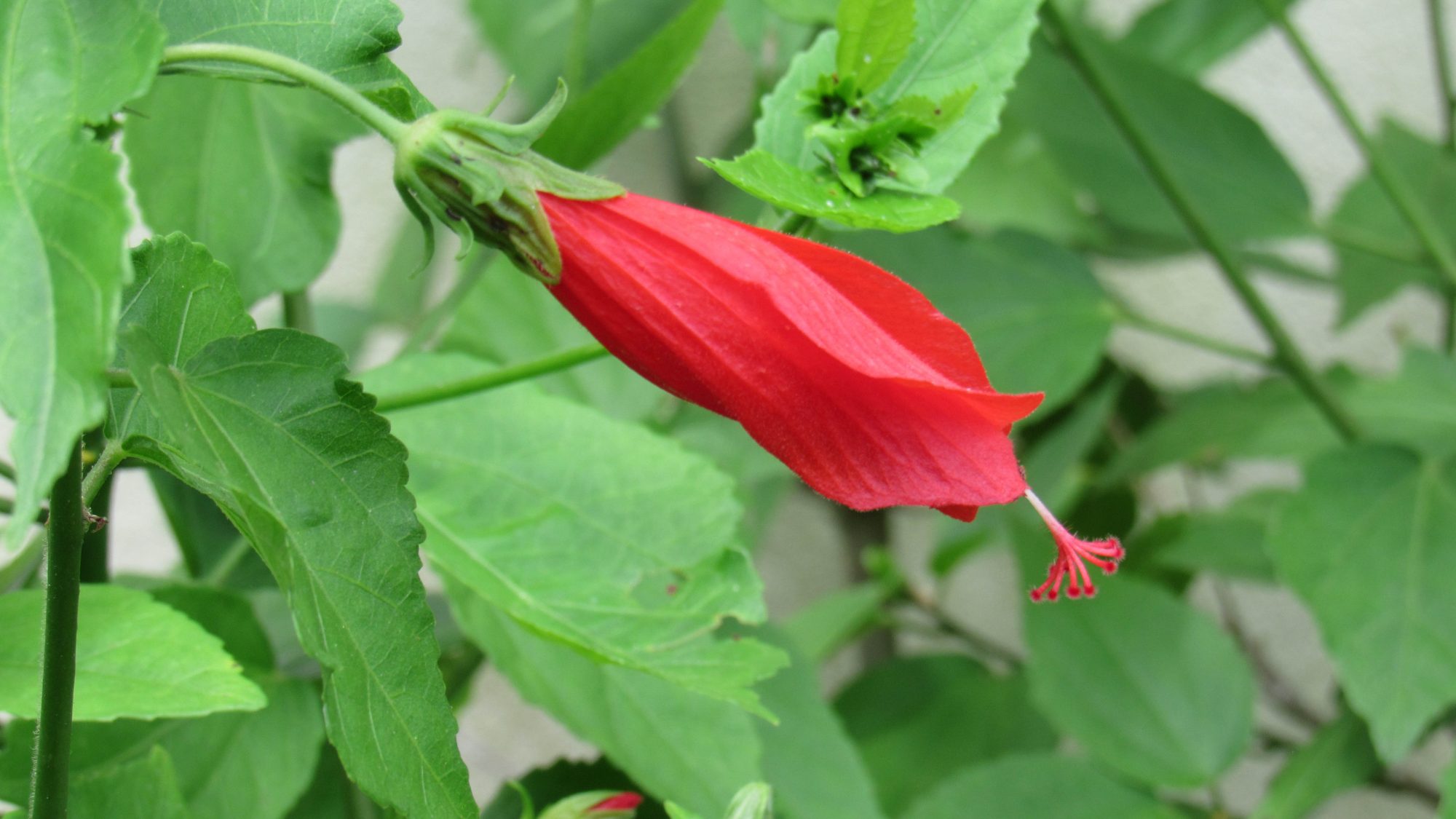 Long red flower with green leaves