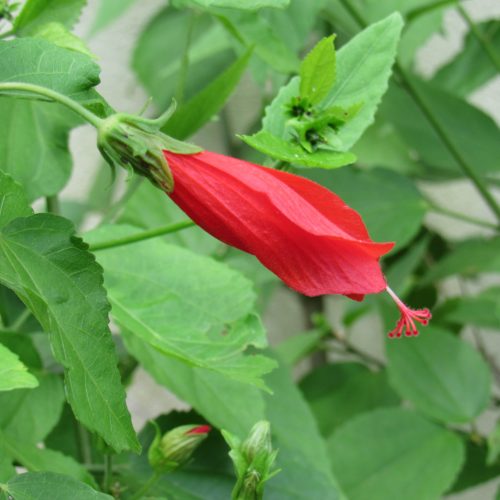 Malvaviscus arboreus