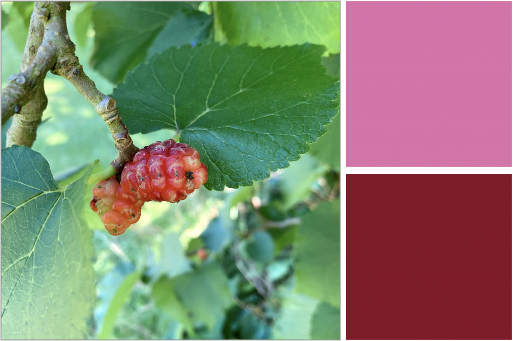 Red berries with Green jaggered leaves. Dye Colour: Red and Pink.