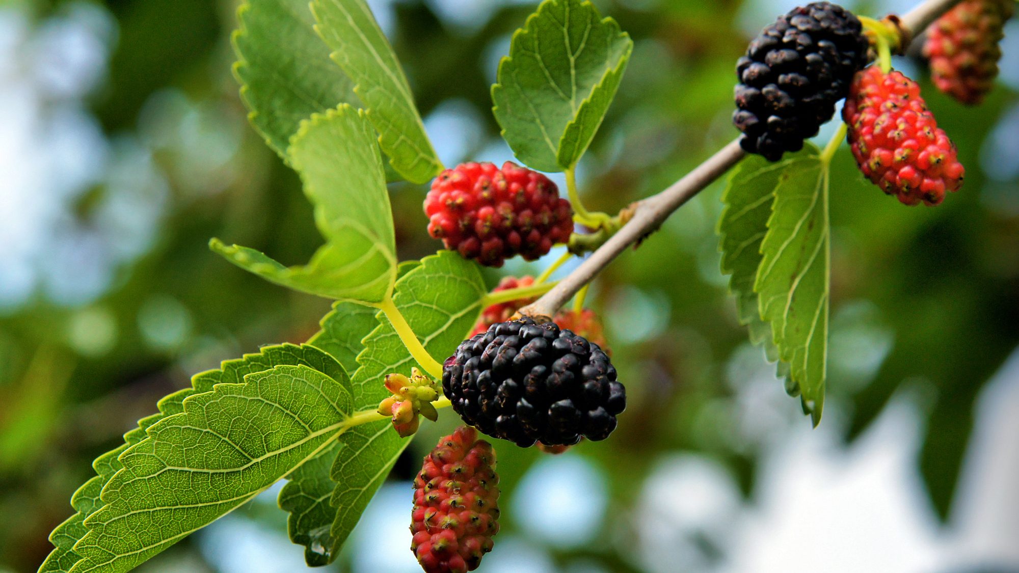 Black and red mulberries on a stem with green leaves 