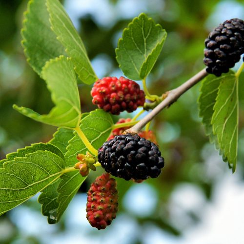 Morus nigra
