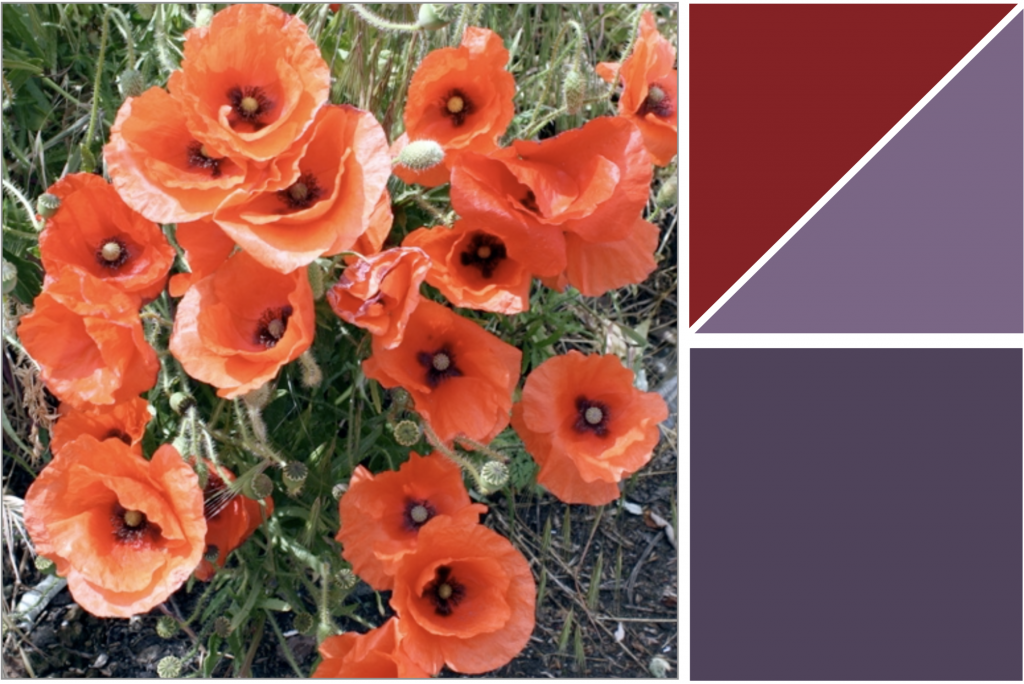 A group of Red Poppy flower with a dark Purple cross-shapped centre and Yellow Stigma. Dye Colour: Purple and Red.