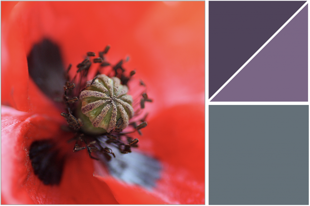 Close-up of poppy pod with stamens and red petals. Colour Dye: Soft Grey-Blue and Purple.