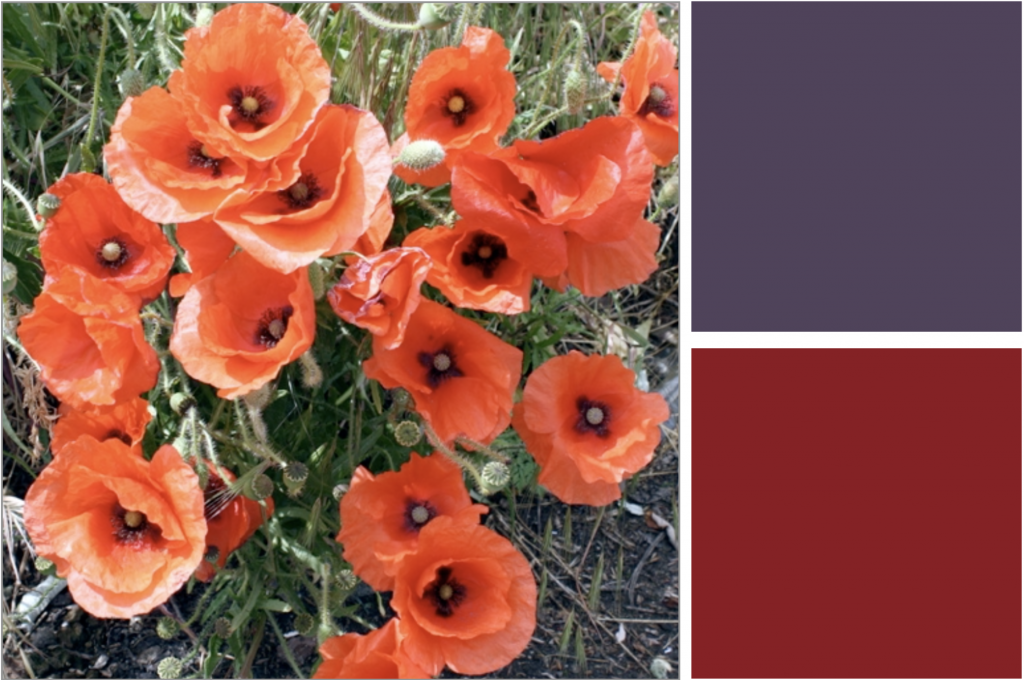 Cluster of Red flowers wih a purple cross centre and light stigma. Dye Colour: Red and Purple.