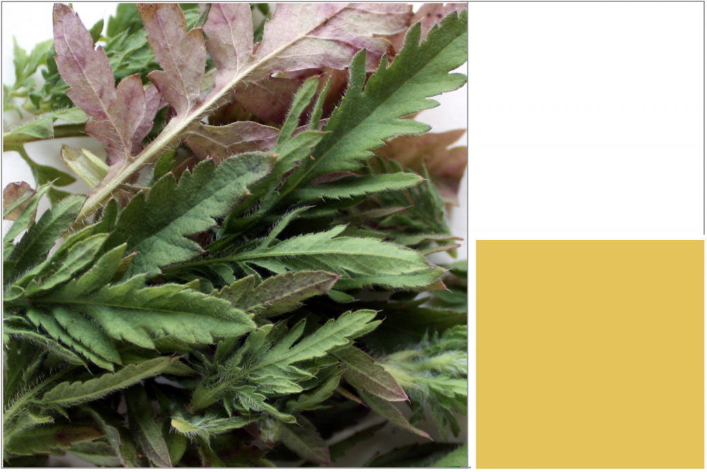 Jaggered Green leaves. Dye Colour: Yellow.