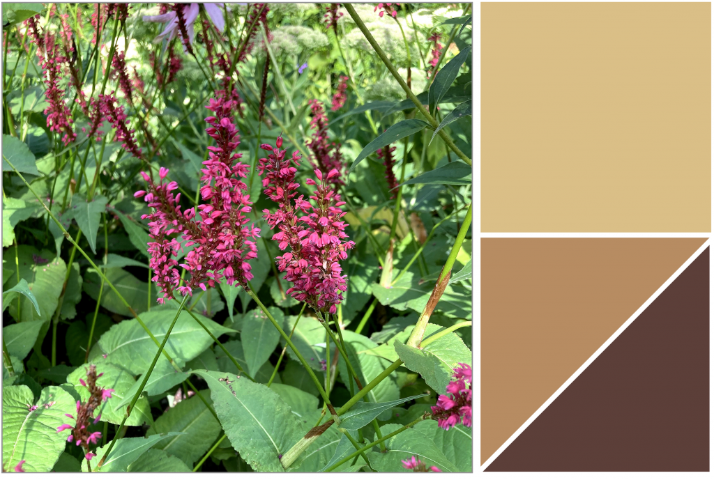 Clustered Pink flowers and pointed Green leaves. Dye Colour: Light-Mustard-Yellow, Rusts and Browns.
