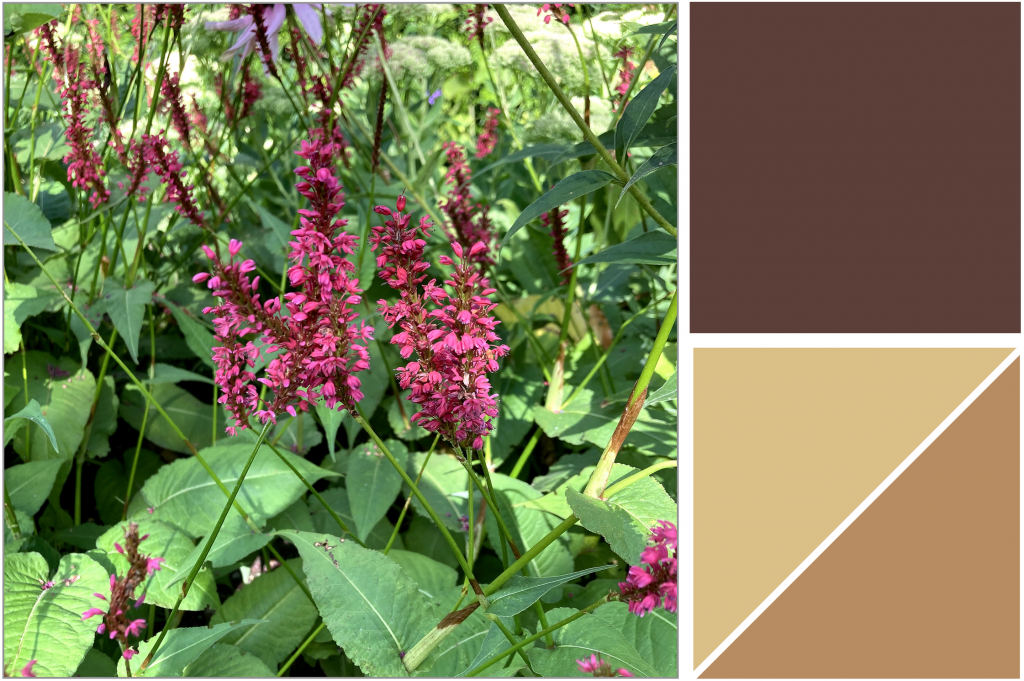 Purple-Pink cluster flowers with ponied green elongated leaves. Dye Colour: Tan-Orange, Mustard Yellow and Brown.