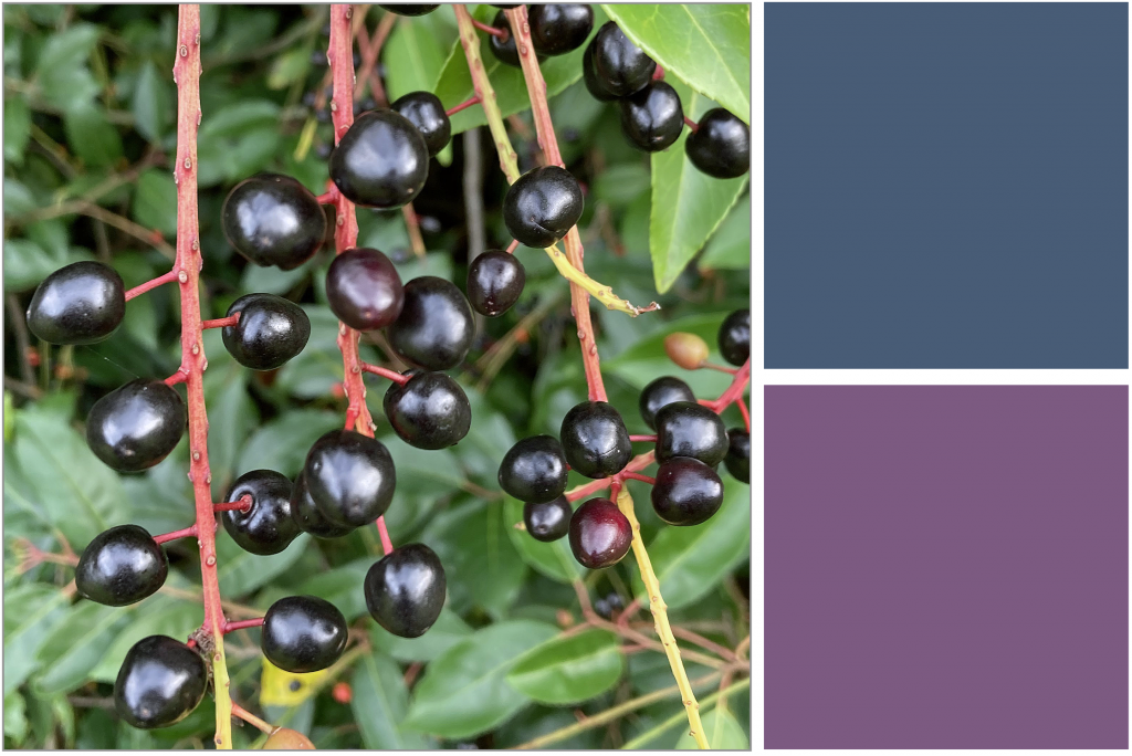 Dark Purple and Black berries on Red stems with Green Leaves. Dye Colour: Purple and Blue.