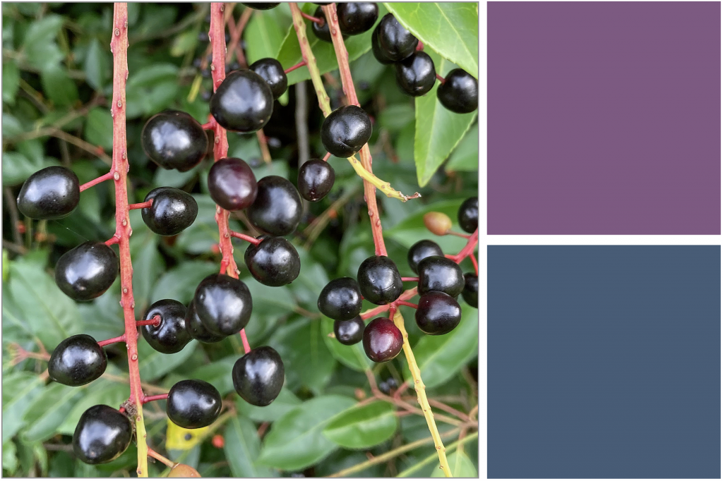 Cluster of Purplish-Black berries with Green leaves. Dye Colour: Blue and Purple.