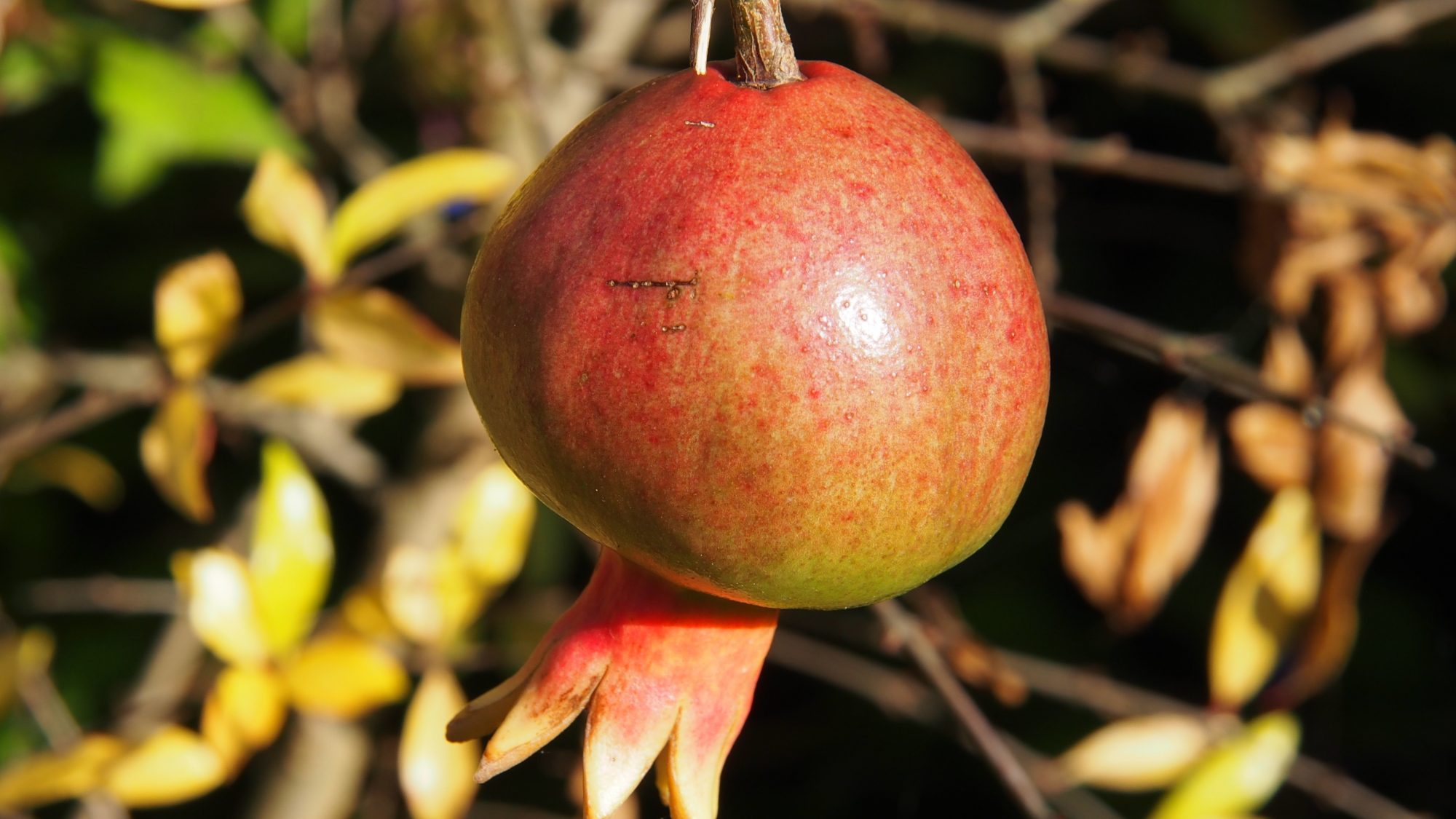 A pomegranate attached to stem with leaves in the background 
