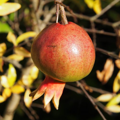 Punica granatum