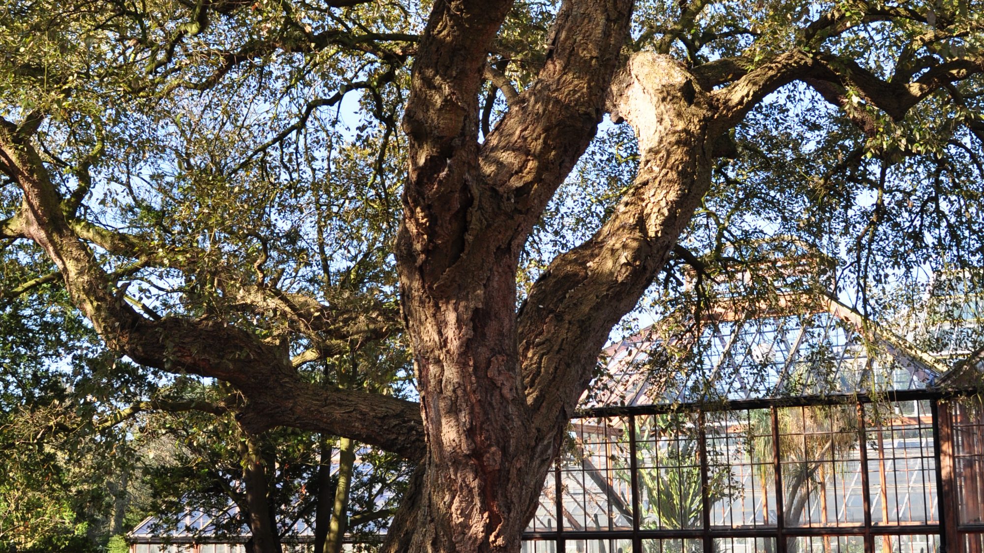 The cork oak tree in front of the glasshouses.