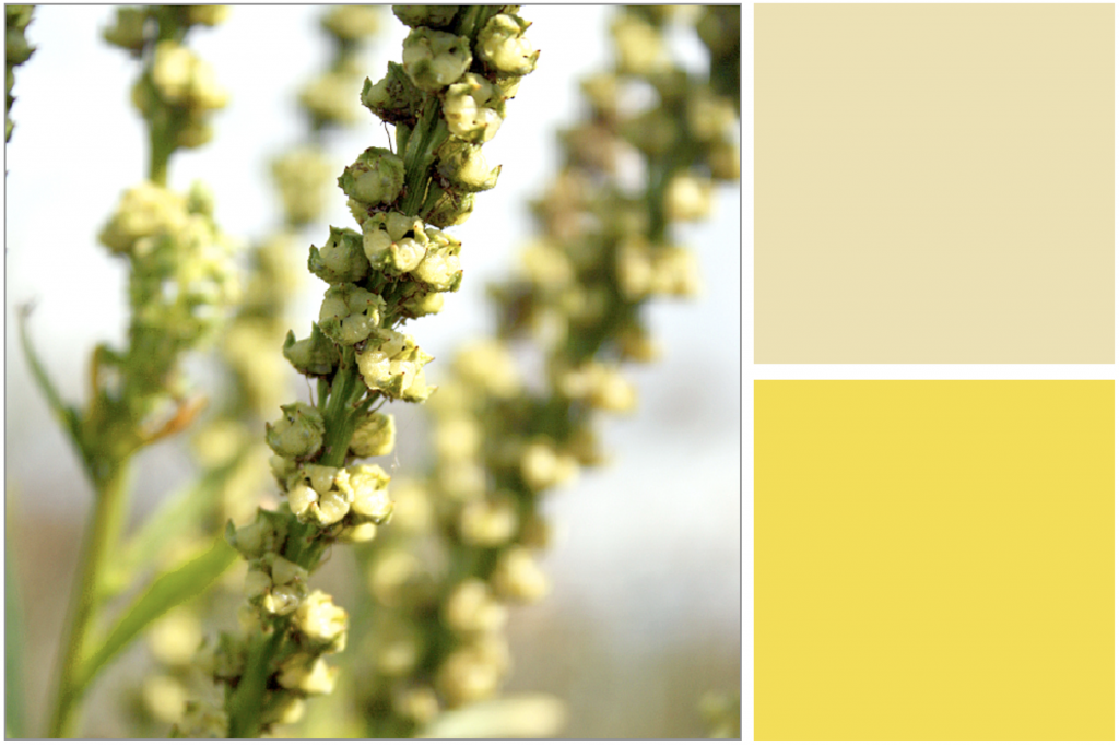 Yellow flowered stalks. Dye Colour: Light-Yellow and Sunshine Yellow.