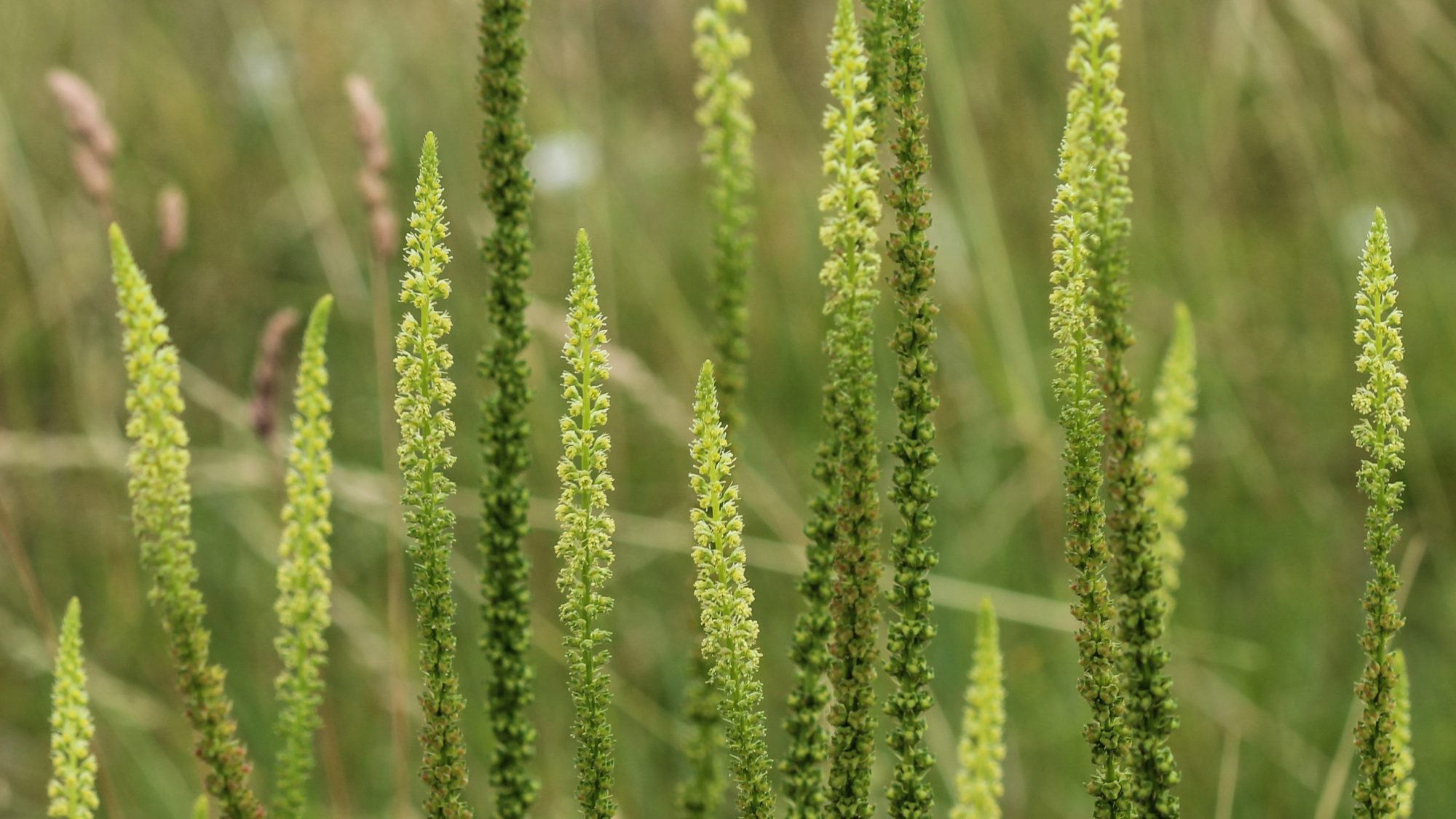 Long spikes of yellow white flowers