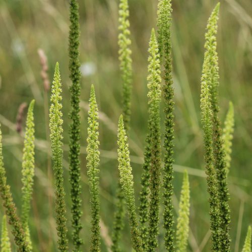 Reseda luteola