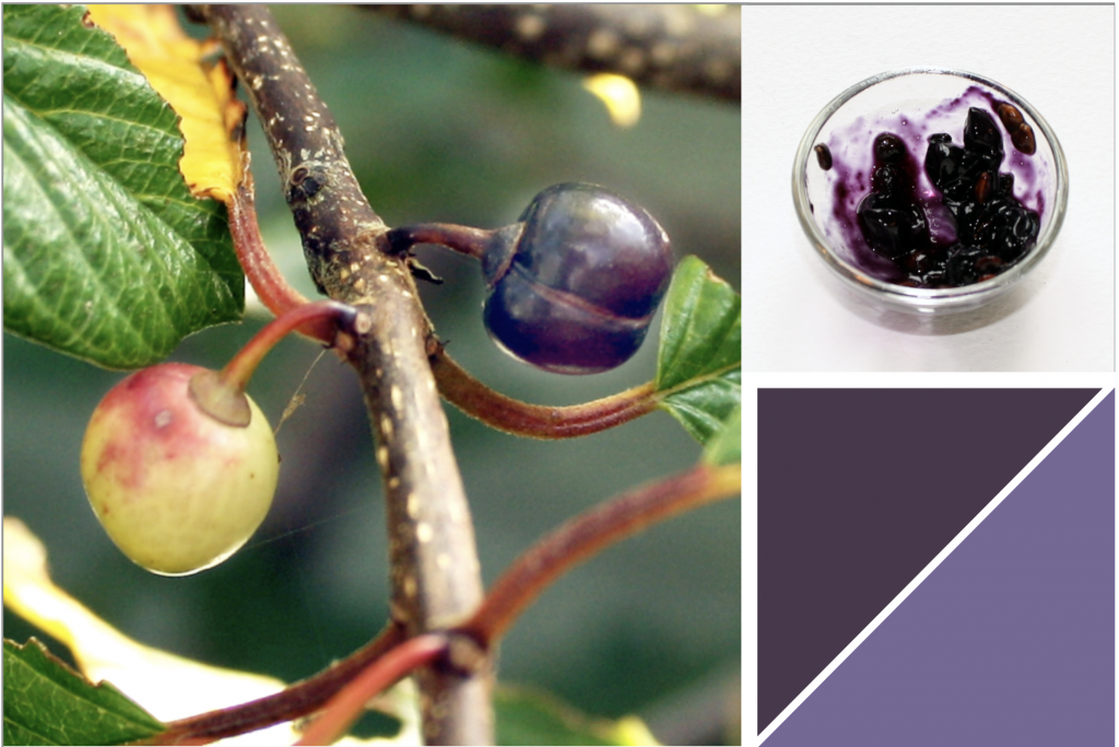 Yellow and dark Purple berriy growing on a branch with Green Leaves and Red stems. Dye Colour: Purple.