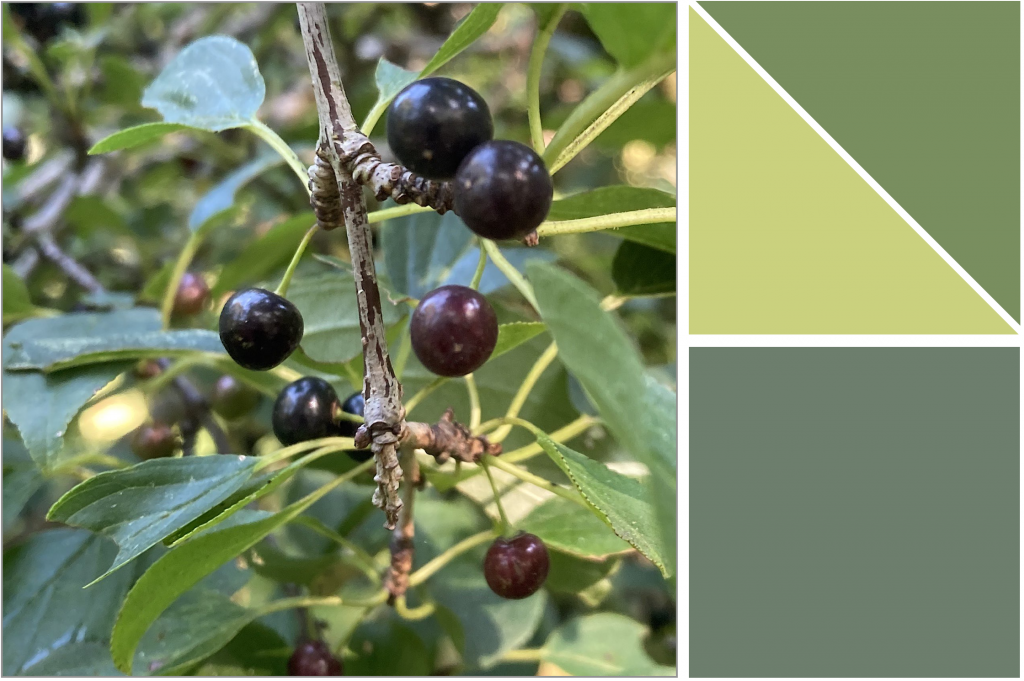 Purple-Black berries with Green leaves. Dye Colour: Green, Light-Green