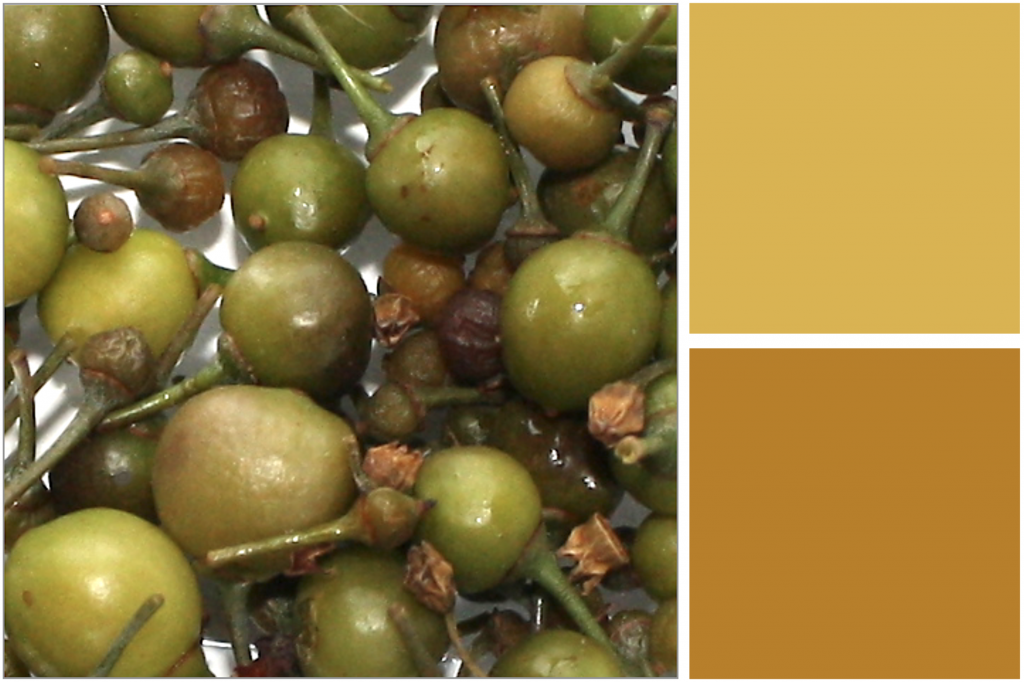 Light Green unripe berries. Dye Colour: Orange and Yellow.