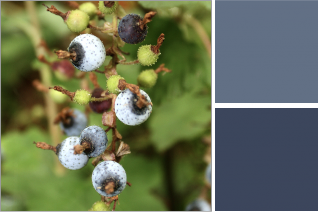 Light-Blue berries and Green unripe berries with very small knobbly spikes. Dye Colour: Blues.