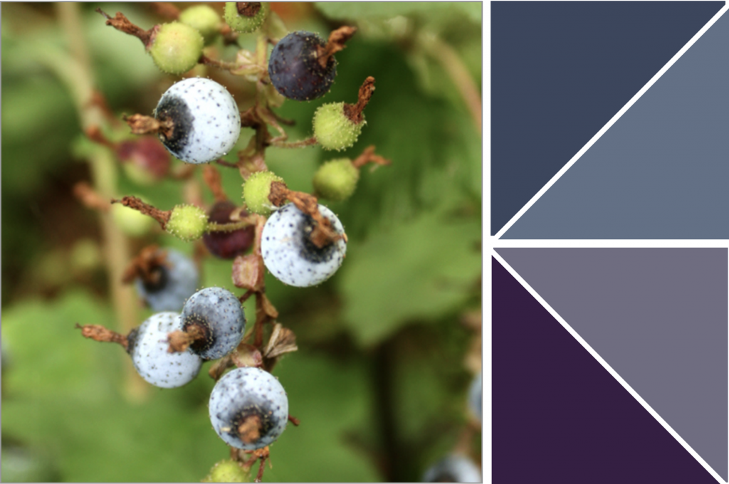 Light Blue, Purple and unripe Green berries. Dye Colour: Purple and Blue.