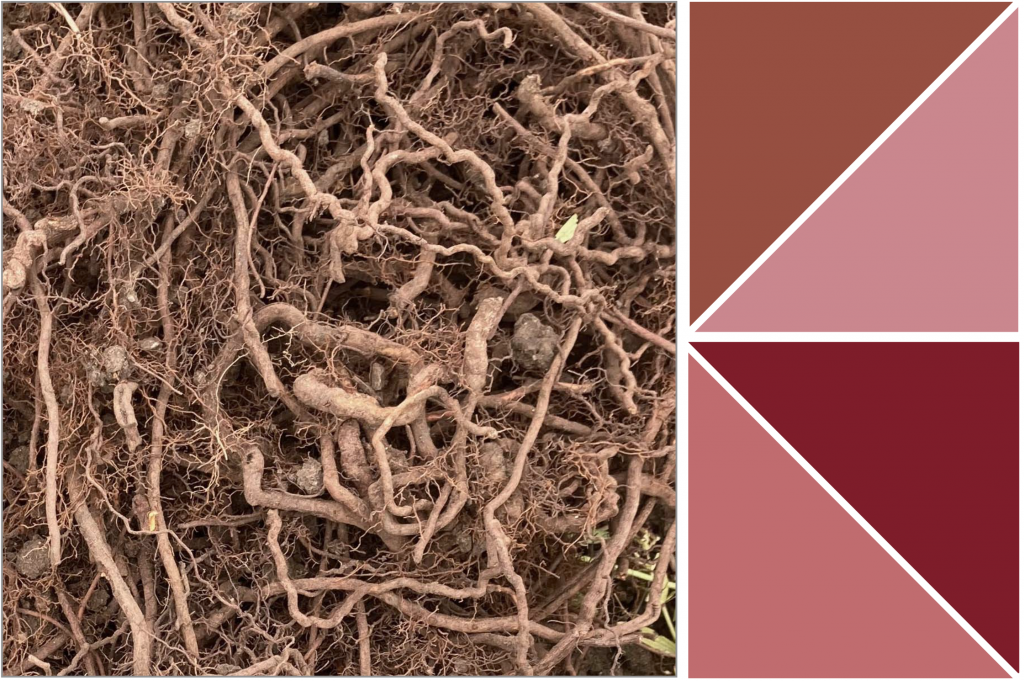 Dull Reddish-Light-Brown roots. Dye Colour: Red, Pink, Orange and Terracotta.