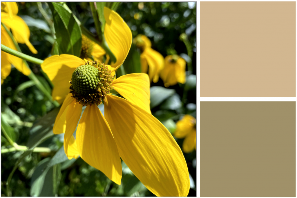 Yellow flower with rounded centre. Dye Colour: Buff-Tans and Olive-Greens.