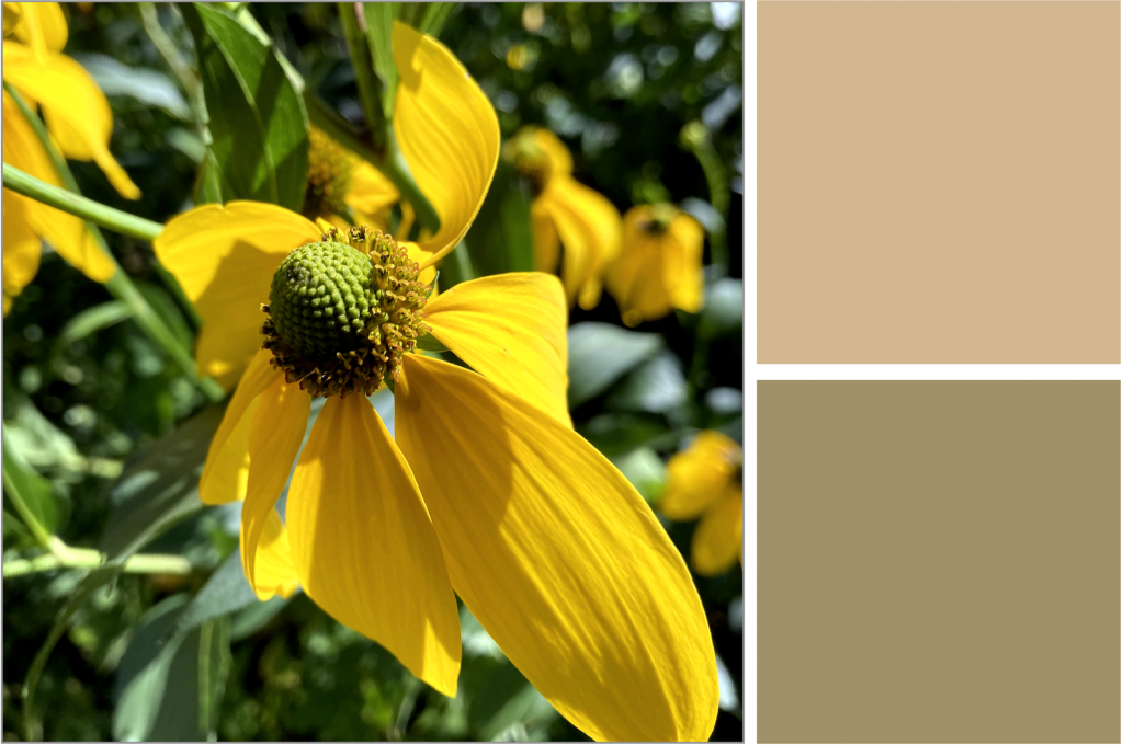Yellow-petal flowers. Dye Colour: Tan-Olive-Green.