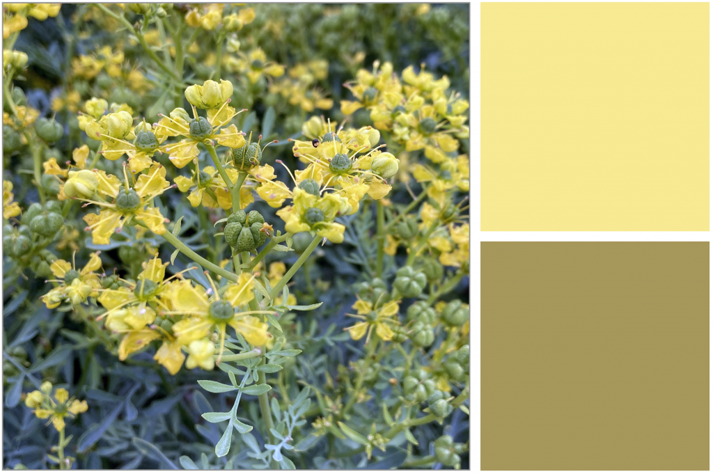 Star-shaped clustered Yellow flowers and grey-Green leaves. Dye Colours: Yellow and Olive-Green.