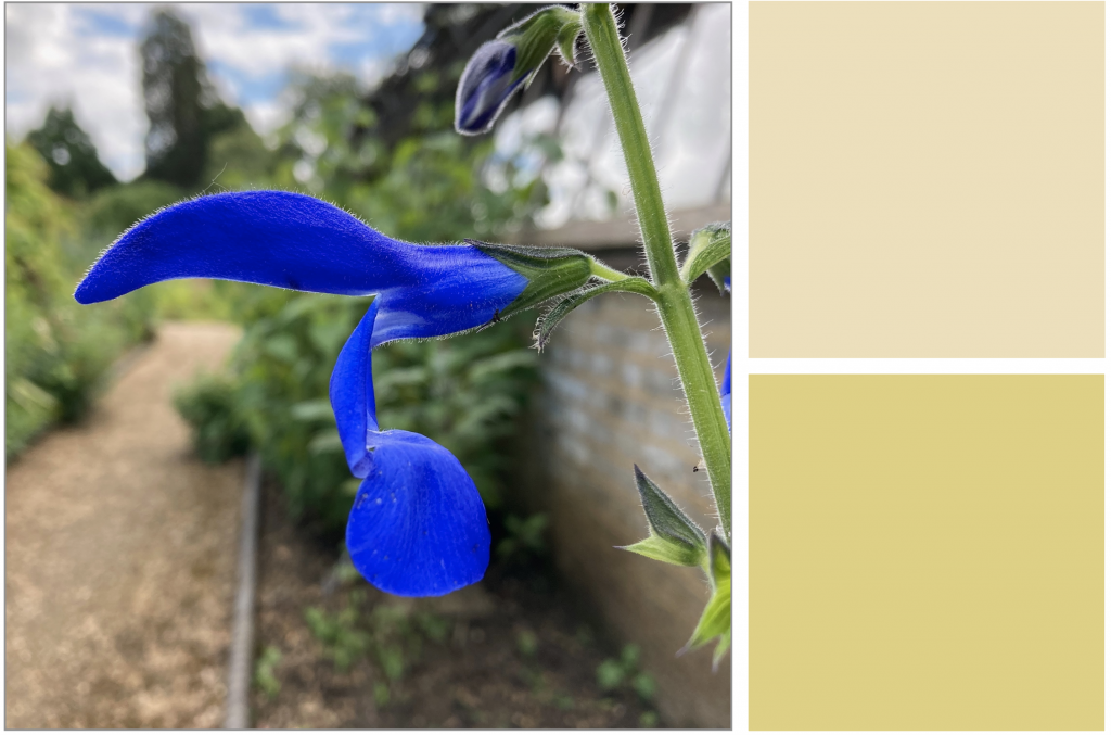 Finger-shaped vivid Blue flower and Green stalk. Dye Colour: Pale-Yellow and Greenish-Yellow.