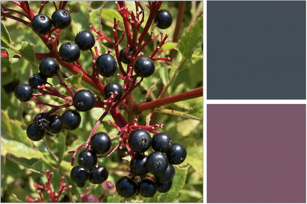Black berries on Red stems with Green leaves. Dye Colour: Purple and Blue.