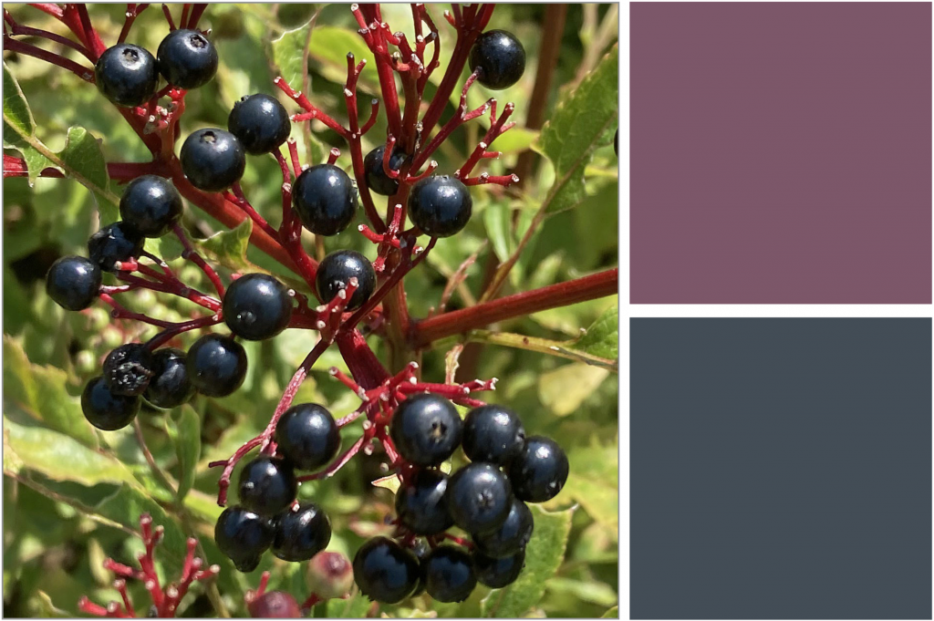 Black berries on Red stems with Green leaves. Dye Colour: Blue and Purple.