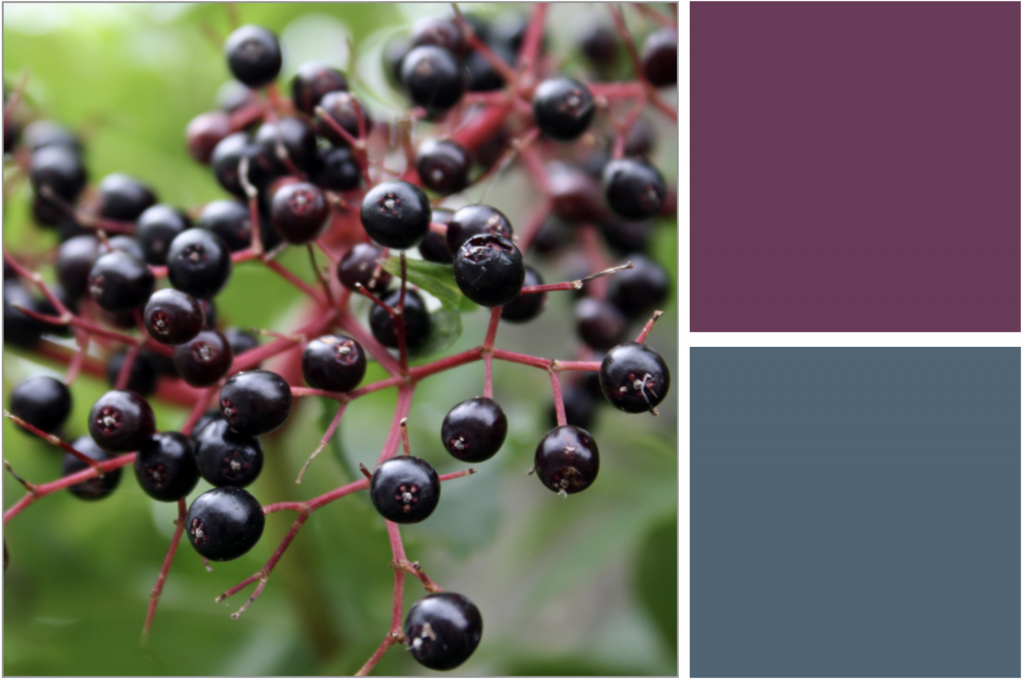 Black ripe-berries on Red stems. Dye Colour: Blue and Purple.