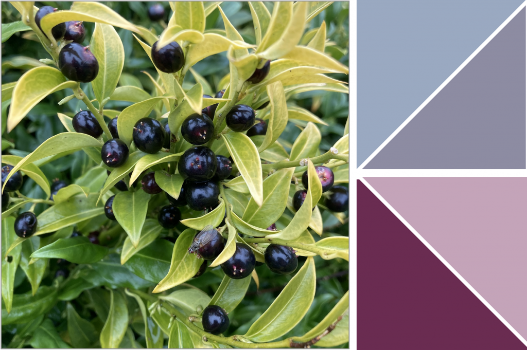 Black berries and Yellowish-Green leaves. Dye Colour: Purple, Pink and Blue.