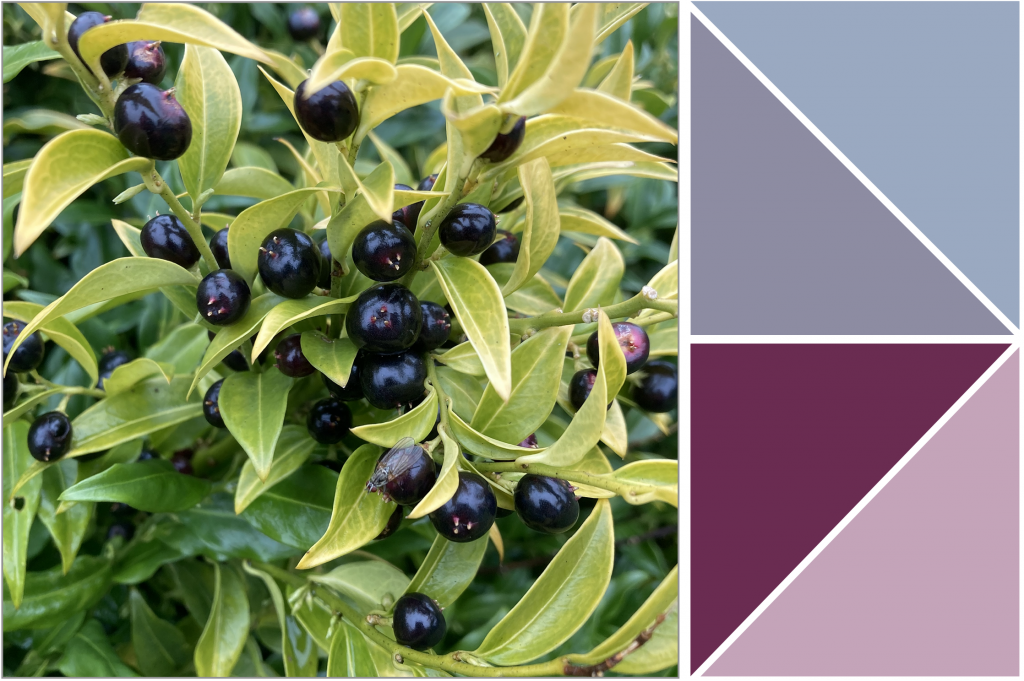 Black berries with Yellowish-Green leaves. Dye Colour: Pink, Purples and Blues.